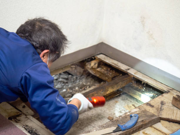 Best Commercial Mold Removal  in Westke, LA