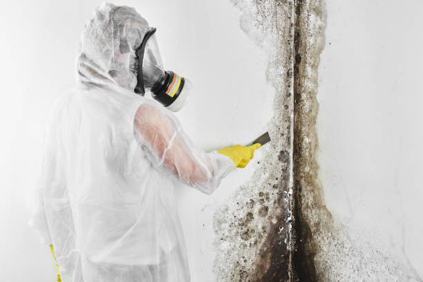 Best Mold Cleaning Services  in Westke, LA