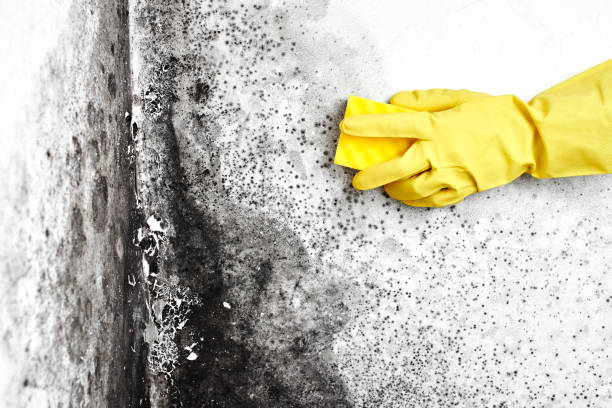 Best Certified Mold Removal  in Westke, LA