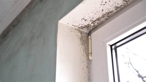 Best Fast Mold Removal  in Westke, LA