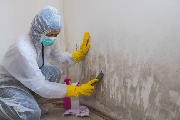 Best Crawl Space Mold Removal  in Westke, LA