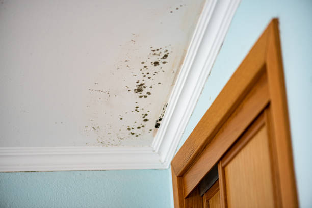 Best Local Mold Removal Service  in Westke, LA