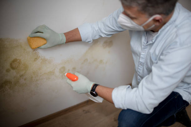 Best Same-Day Mold Removal  in Westke, LA