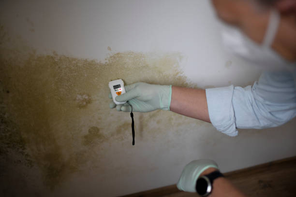 Best Attic Mold Removal  in Westke, LA