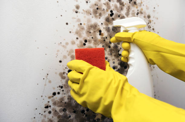 Best Residential Mold Removal  in Westke, LA