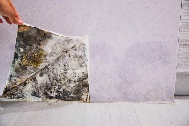 Best Same-Day Mold Removal  in Westke, LA